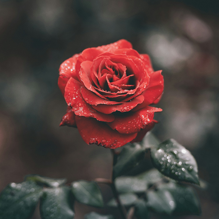 L'Homme à la Rose
