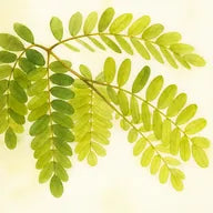 Acacia