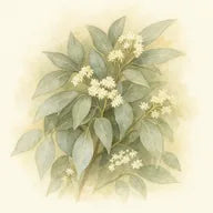 Amyris