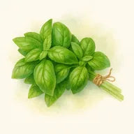Basilic