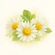 Camomille
