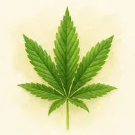 Cannabis