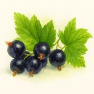 Cassis