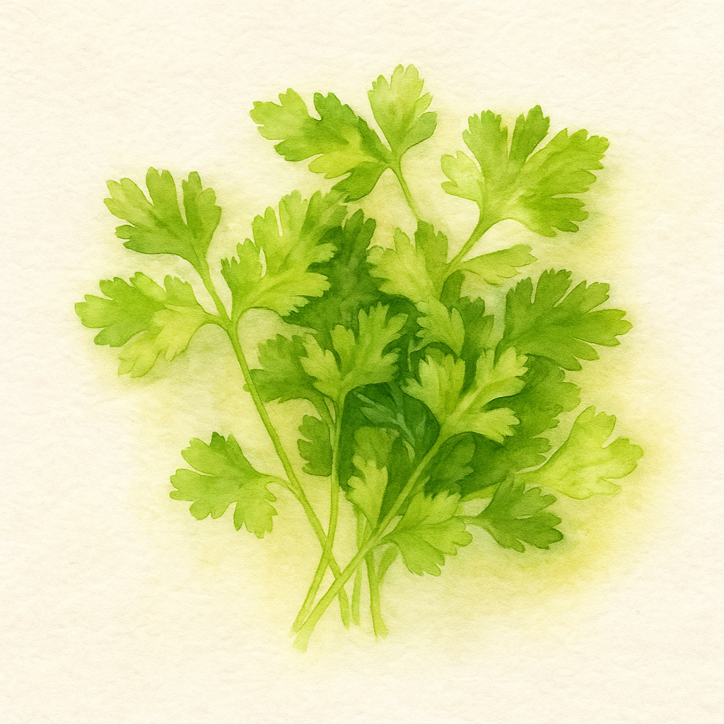 Feuille de coriandre