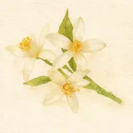 Fleur de Citronnier