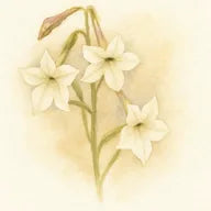 Fleur de tabac