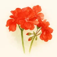 Géranium