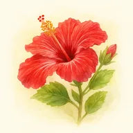 Hibiscus