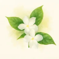 Jasmin Sambac