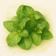 Menthe épicée