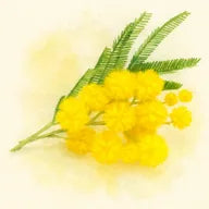 Mimosa