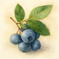 Myrtille