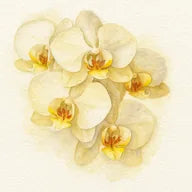 Orchidée
