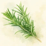 Romarin