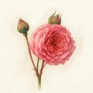 Rose Turque