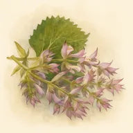 Sauge sclarée