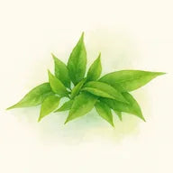 Thé vert