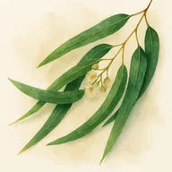 Eucalyptus