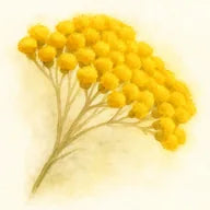 Immortelle