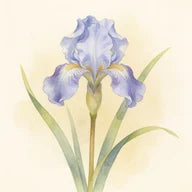 Iris Pallida, note olfactive – Iris Pallida - Extrait 6
