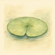 Nénuphar, note de cœur – Omnia Coral