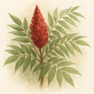 Rhus