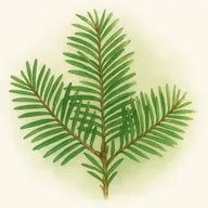 Balsam-Tanne