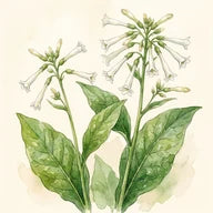 Waldtabak, Duftnote – Tobacolor