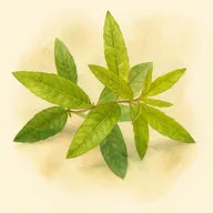 Verveine