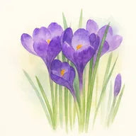Violette
